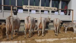 Zuchtfamilie Jongleur PIRANHA